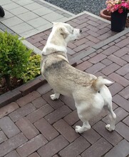 CHARLY, Hund, Mischlingshund in Ehningen - Bild 20