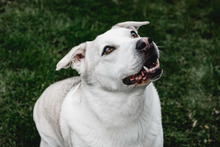 CHARLY, Hund, Mischlingshund in Ehningen - Bild 3