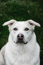 CHARLY, Hund, Mischlingshund in Ehningen - Bild 4