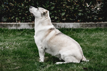 CHARLY, Hund, Mischlingshund in Ehningen - Bild 5