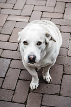 CHARLY, Hund, Mischlingshund in Ehningen - Bild 8