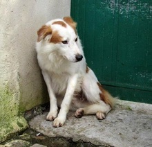 ELVIS, Hund, Mischlingshund in Italien - Bild 2