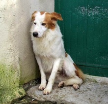 ELVIS, Hund, Mischlingshund in Italien - Bild 3