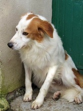 ELVIS, Hund, Mischlingshund in Italien - Bild 5