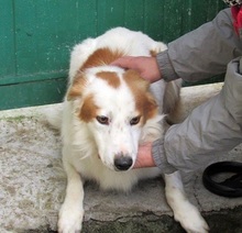 ELVIS, Hund, Mischlingshund in Italien - Bild 6