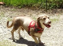 CESAR, Hund, Mischlingshund in Siegenburg - Bild 11