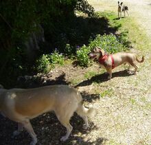 CESAR, Hund, Mischlingshund in Siegenburg - Bild 13