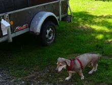 CESAR, Hund, Mischlingshund in Siegenburg - Bild 17