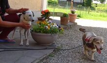 CESAR, Hund, Mischlingshund in Siegenburg - Bild 20