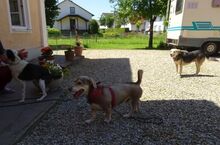 CESAR, Hund, Mischlingshund in Siegenburg - Bild 23