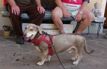 CESAR, Hund, Mischlingshund in Siegenburg - Bild 38