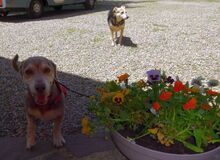 CESAR, Hund, Mischlingshund in Siegenburg - Bild 39