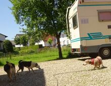 CESAR, Hund, Mischlingshund in Siegenburg - Bild 4