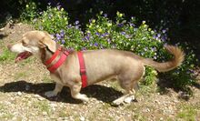 CESAR, Hund, Mischlingshund in Siegenburg - Bild 43