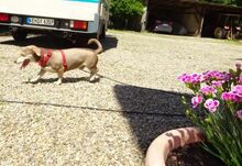 CESAR, Hund, Mischlingshund in Siegenburg - Bild 8