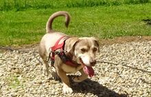 CESAR, Hund, Mischlingshund in Siegenburg - Bild 9
