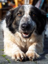 SMOT, Hund, Mischlingshund in Porta Westfalica - Bild 1