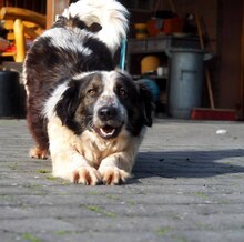 SMOT, Hund, Mischlingshund in Porta Westfalica - Bild 2