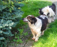 SMOT, Hund, Mischlingshund in Porta Westfalica - Bild 3