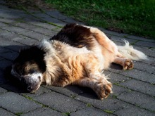 SMOT, Hund, Mischlingshund in Porta Westfalica - Bild 4
