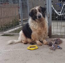 SMOT, Hund, Mischlingshund in Porta Westfalica - Bild 7
