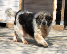 SMOT, Hund, Mischlingshund in Porta Westfalica - Bild 8
