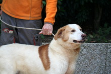SEMPIONE, Hund, Mischlingshund in Italien - Bild 3