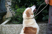 SEMPIONE, Hund, Mischlingshund in Italien - Bild 4