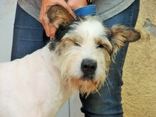 HENRY, Hund, Mischlingshund in Rumänien - Bild 10