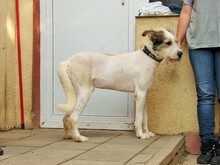 HENRY, Hund, Mischlingshund in Rumänien - Bild 11