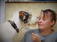 HENRY, Hund, Mischlingshund in Rumänien - Bild 12