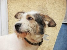 HENRY, Hund, Mischlingshund in Rumänien - Bild 13