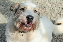 HENRY, Hund, Mischlingshund in Rumänien - Bild 2