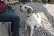 HENRY, Hund, Mischlingshund in Rumänien - Bild 3