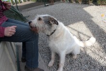 HENRY, Hund, Mischlingshund in Rumänien - Bild 4