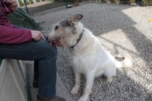 HENRY, Hund, Mischlingshund in Rumänien - Bild 5