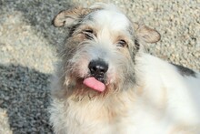 HENRY, Hund, Mischlingshund in Rumänien - Bild 7