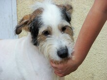 HENRY, Hund, Mischlingshund in Rumänien - Bild 8
