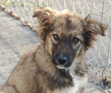 FIDO, Hund, Mischlingshund in Rumänien - Bild 1