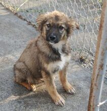 FIDO, Hund, Mischlingshund in Rumänien - Bild 2