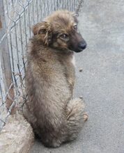 FIDO, Hund, Mischlingshund in Rumänien - Bild 3
