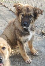 FIDO, Hund, Mischlingshund in Rumänien - Bild 4