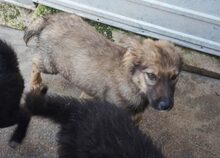 FIDO, Hund, Mischlingshund in Rumänien - Bild 5