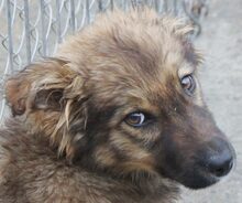 FIDO, Hund, Mischlingshund in Rumänien - Bild 6