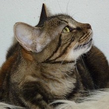 HIME, Katze, Europäisch Kurzhaar in Spanien - Bild 2