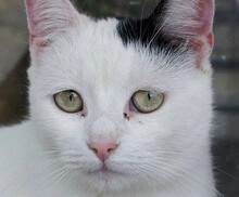 ALBERTA, Katze, Europäisch Kurzhaar in Rumänien - Bild 1