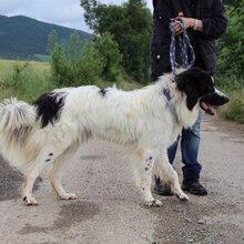 SALVA, Hund, Mastin del Pirineos in Spanien - Bild 1