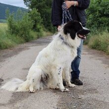 SALVA, Hund, Mastin del Pirineos in Spanien - Bild 2