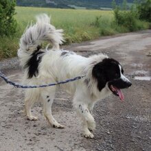 SALVA, Hund, Mastin del Pirineos in Spanien - Bild 4