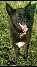 BLACKY, Hund, Deutscher Schäferhund in Kroatien - Bild 1